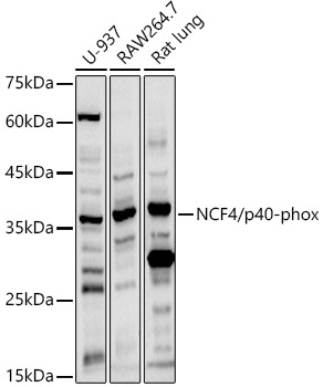 NCF4 antibody