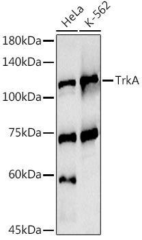 NTRK1 antibody