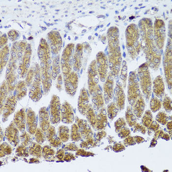 NTRK1 antibody