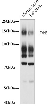 NTRK2 antibody