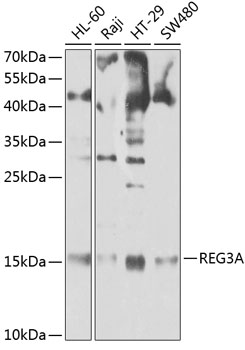 REG3A antibody