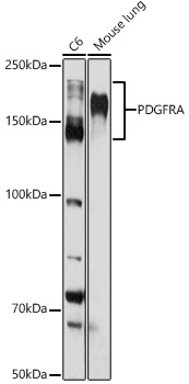 PDGFRA antibody