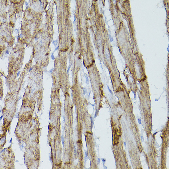 PDGFRA antibody