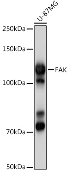 PTK2 antibody