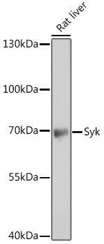 SYK antibody