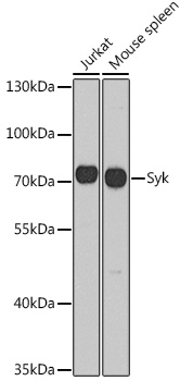 SYK antibody