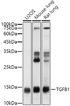 TGFB1 antibody