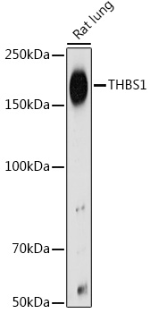 THBS1 antibody