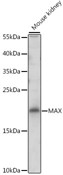 MAX antibody