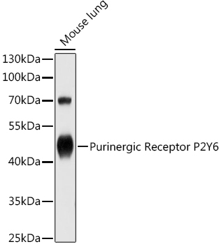 P2RY6 antibody