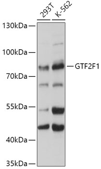 GTF2F1 antibody