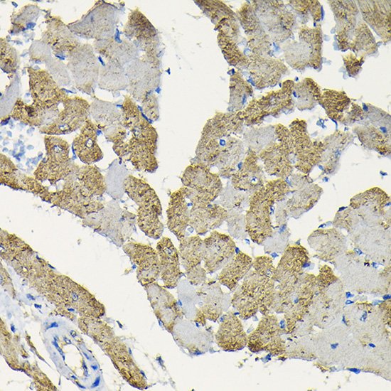 HSPB8 antibody