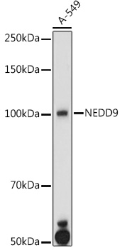 NEDD9 antibody