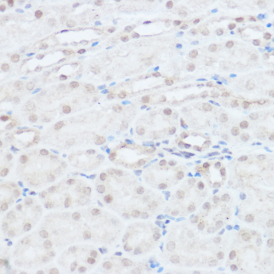 NEDD9 antibody