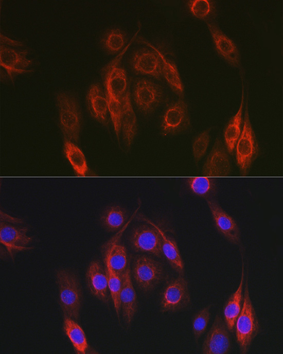 NEDD9 antibody