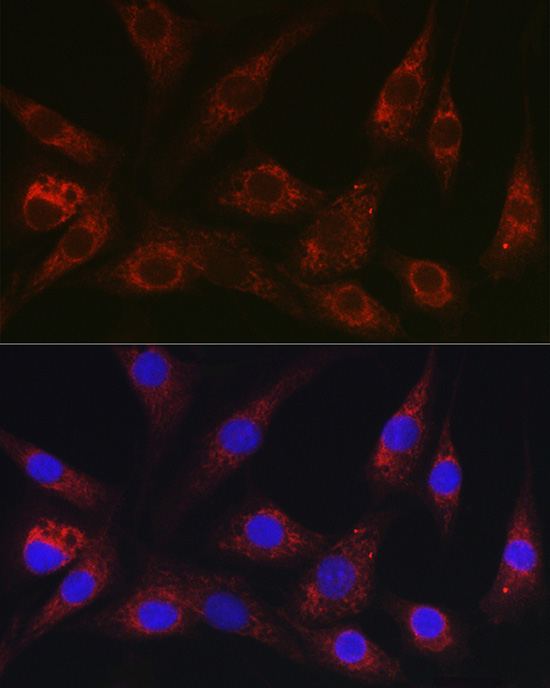 NEDD9 antibody