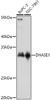 DNASE1 antibody