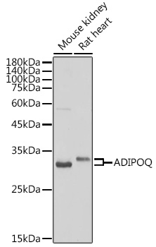 ADIPOQ antibody