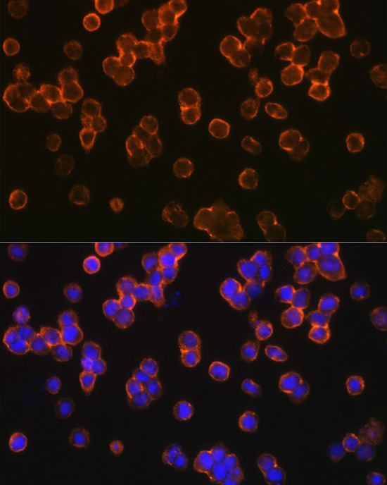 TLR2 antibody