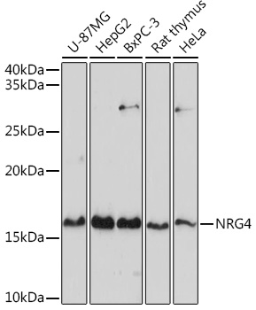 NRG4 antibody