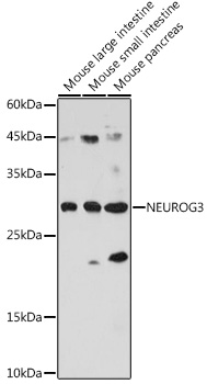 NEUROG3 antibody