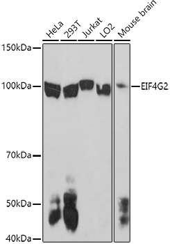 EIF4G2 antibody