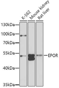 EPOR antibody