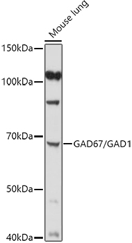 GAD1 antibody