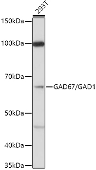 GAD1 antibody