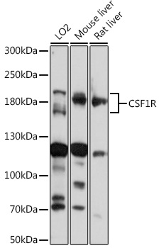 CSF1R antibody