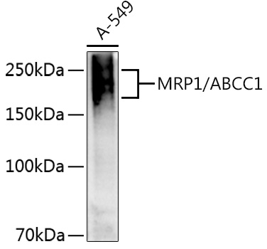 ABCC1 antibody