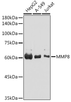 MMP8 antibody