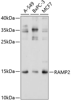 RAMP2 antibody