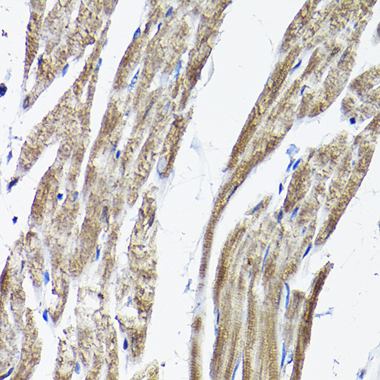 RAMP2 antibody