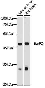 RAD52 antibody