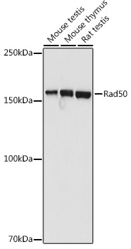 RAD50 antibody