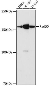 RAD50 antibody