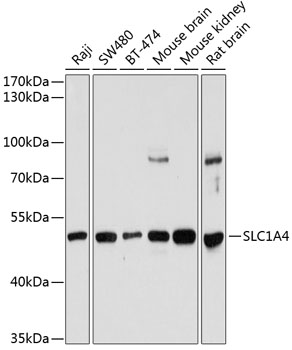 SLC1A4 antibody