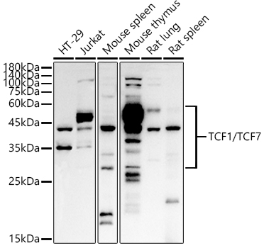 TCF7 antibody