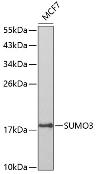 SUMO3 antibody