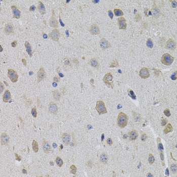 SUMO3 antibody