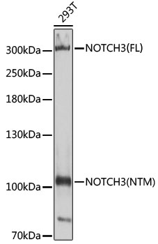 NOTCH3 antibody