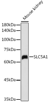 SLC5A1 antibody