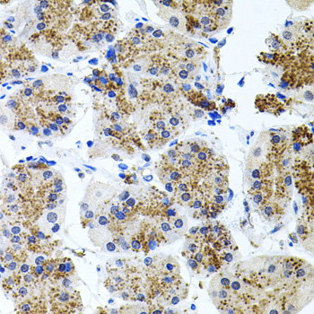 SSTR2 antibody