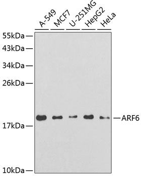 ARF6 antibody