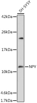 NPY antibody