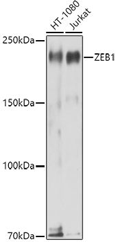 ZEB1 antibody