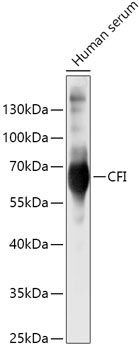 CFI antibody