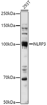 NLRP3 antibody