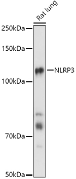 NLRP3 antibody